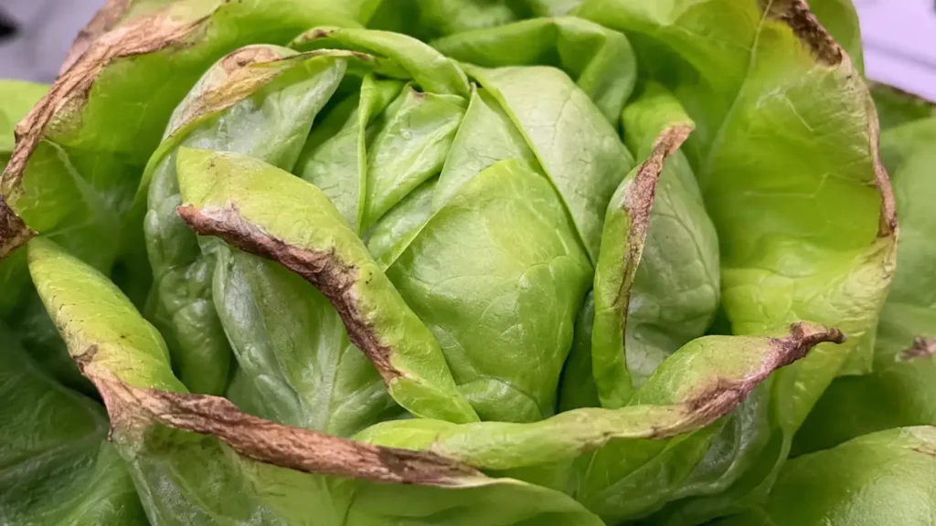 vertical farming grown salad with tip burn caused by calcicum deficiency